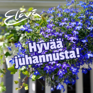 Sinisiä ja valkoisia kukkia asetettuna valkean terassikaiteen yli. Elävä säätiöä toivottaa hyvää juhannusta.